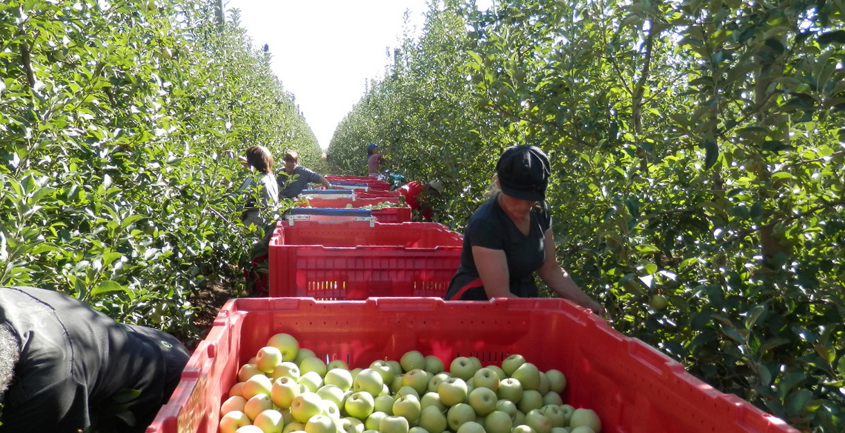 Apple harvest Greeny Arandjelovac